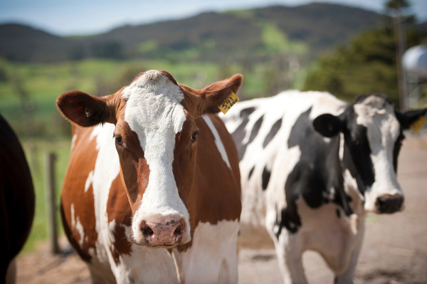 Cattle on a farm — traceable livestock and verified chain of custody