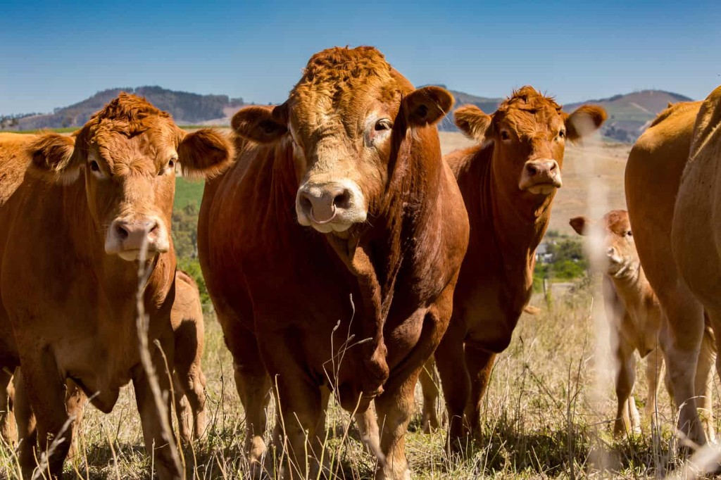 Cattle