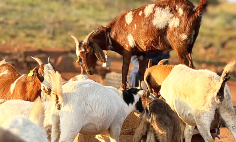 Livestock